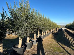 Olivenbaum - Olea Europaea - 40 Jahre alter Baum