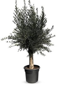 Olivenbaum - Olea Europaea - 40 Jahre alter Baum