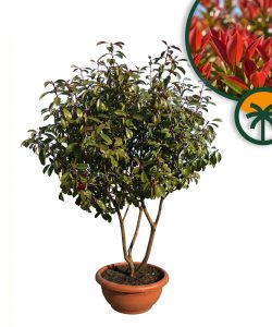 Photinia fraseri 'Red Robin' – mehrstämmiger Baum – Glanzmispel – 180 cm