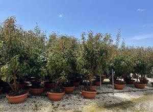 Photinia fraseri 'Red Robin' – mehrstämmiger Baum – Glanzmispel – 180 cm