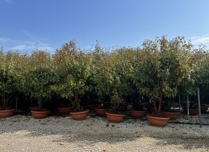 Photinia fraseri 'Red Robin' – mehrstämmiger Baum – Glanzmispel – 180 cm