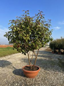Photinia fraseri 'Red Robin' – mehrstämmiger Baum – Glanzmispel – 180 cm