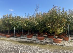 Photinia fraseri 'Red Robin' – mehrstämmiger Baum – Glanzmispel – 180 cm