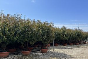 Photinia fraseri 'Red Robin' – mehrstämmiger Baum – Glanzmispel – 180 cm