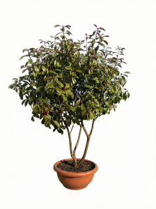 Photinia fraseri 'Red Robin' – mehrstämmiger Baum – Glanzmispel – 180 cm