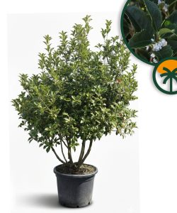 Osmanthus Aquifolium Multistam XL – 200 cm – Winterhart