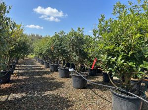Osmanthus Aquifolium Multistam XL – 200 cm – Winterhart