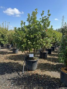 Osmanthus Aquifolium Multistam XL – 200 cm – Winterhart