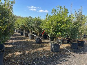 Osmanthus Aquifolium Multistam XL – 200 cm – Winterhart