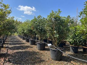 Osmanthus Aquifolium Multistam XL – 200 cm – Winterhart