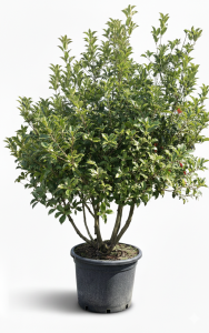 Osmanthus Aquifolium Multistam XL – 200 cm – Winterhart