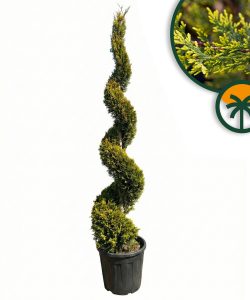 Cupressocyparis Leylandii Spiral – 240 cm – 35 l – winterhart