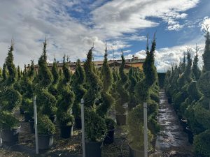 Cupressocyparis Leylandii Spiral – 240 cm – 35 l – winterhart