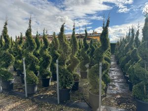 Cupressocyparis Leylandii Spiral – 240 cm – 35 l – winterhart