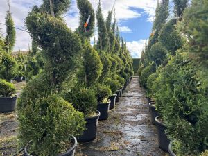 Cupressocyparis Leylandii Spiral – 240 cm – 35 l – winterhart