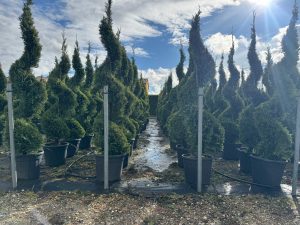 Cupressocyparis Leylandii Spiral – 240 cm – 35 l – winterhart