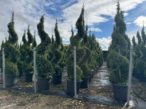 Cupressocyparis Leylandii Spiral – 240 cm – 35 l – winterhart