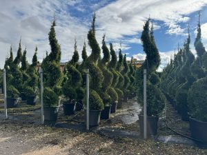 Cupressocyparis Leylandii Spiral – 240 cm – 35 l – winterhart