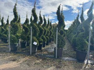 Cupressocyparis Leylandii Spiral – 240 cm – 35 l – winterhart