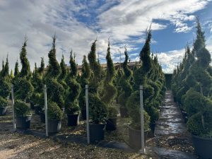 Cupressocyparis Leylandii Spiral – 240 cm – 35 l – winterhart