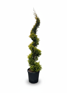 Cupressocyparis Leylandii Spiral – 240 cm – 35 l – winterhart