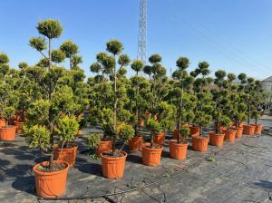 Cupressocyparis Leylandii Pom Pon – 220 cm – 35 l – winterhart
