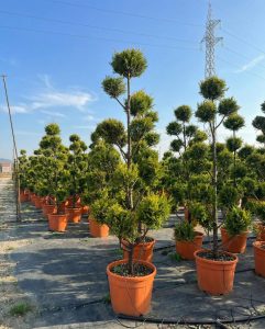 Cupressocyparis Leylandii Pom Pon – 220 cm – 35 l – winterhart