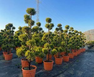 Cupressocyparis Leylandii Pom Pon – 220 cm – 35 l – winterhart