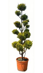 Cupressocyparis Leylandii Pom Pon – 220 cm – 35 l – winterhart