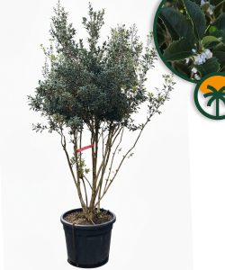 Osmanthus Ilicifolius Multistam XXL – 240 cm – Winterhart