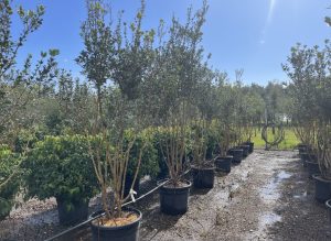 Osmanthus Ilicifolius Multistam XXL – 240 cm – Winterhart