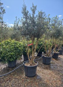 Osmanthus Ilicifolius Multistam XXL – 240 cm – Winterhart