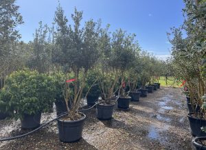 Osmanthus Ilicifolius Multistam XXL – 240 cm – Winterhart