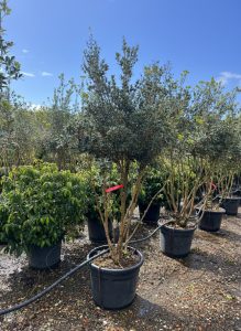 Osmanthus Ilicifolius Multistam XXL – 240 cm – Winterhart