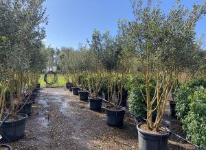 Osmanthus Ilicifolius Multistam XXL – 240 cm – Winterhart
