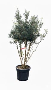 Osmanthus Ilicifolius Multistam XXL – 240 cm – Winterhart