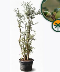 Quercus Suber Multistamm - Korkeiche - 250cm