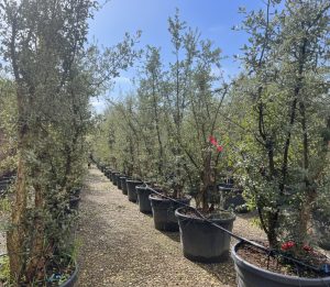 Quercus Suber Multistamm - Korkeiche - 250cm