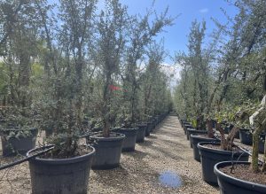Quercus Suber Multistamm - Korkeiche - 250cm