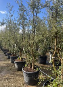 Quercus Suber Multistamm - Korkeiche - 250cm