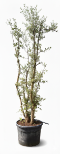 Quercus Suber Multistamm - Korkeiche - 250cm