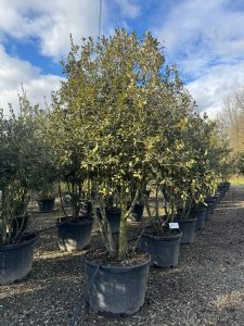 Quercus Ilex Multistamm - Steineiche - 250cm