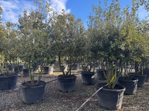 Quercus Ilex Multistamm - Steineiche - 250cm