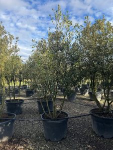 Quercus Ilex Multistamm - Steineiche - 250cm