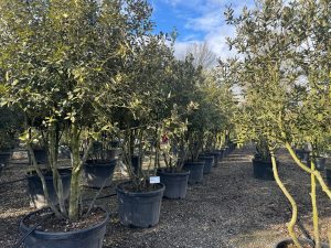 Quercus Ilex Multistamm - Steineiche - 250cm