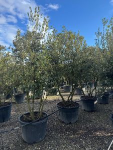 Quercus Ilex Multistamm - Steineiche - 250cm