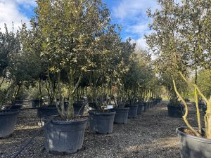 Quercus Ilex Multistamm - Steineiche - 250cm