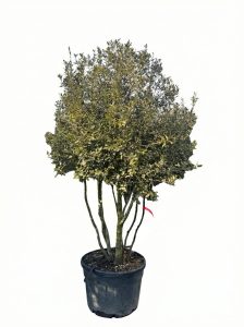 Quercus Ilex Multistamm - Steineiche - 250cm
