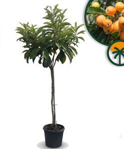 Japanische Mispel – Eriobotrya japonica – Loquat – 200 cm