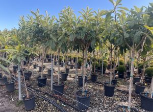 Japanische Mispel – Eriobotrya japonica – Loquat – 200 cm